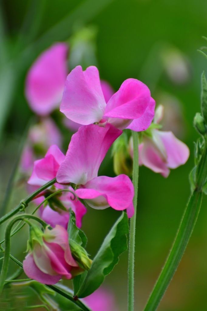 Siniherneet - Sopiva kylvöaika on noin kuukausi ennen ulkoistutusta